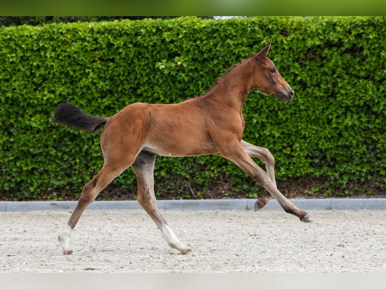 KWPN Mare Foal (04/2024) in Bears