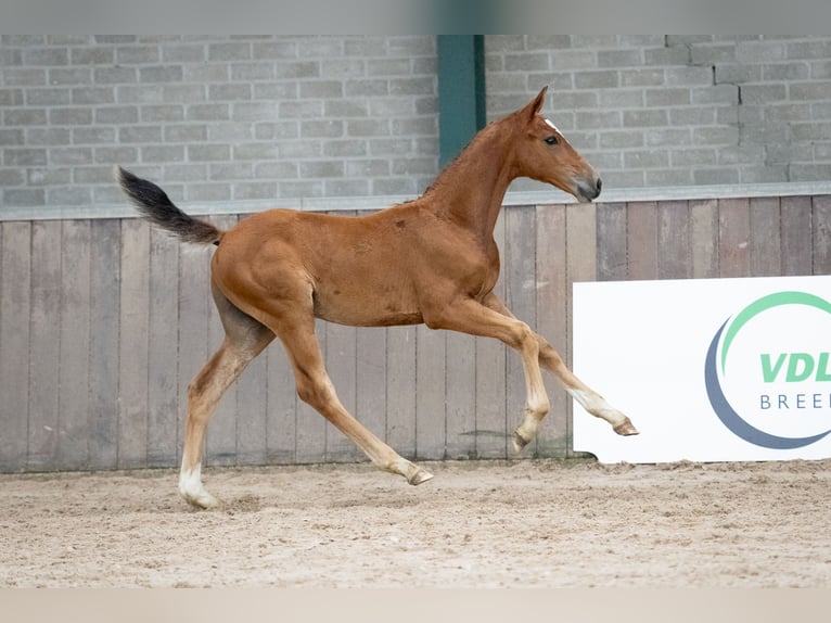 KWPN Mare Foal (04/2024) in Bears