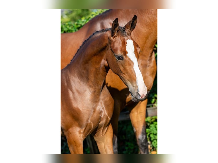 KWPN Mare Foal (04/2025) in Heerde