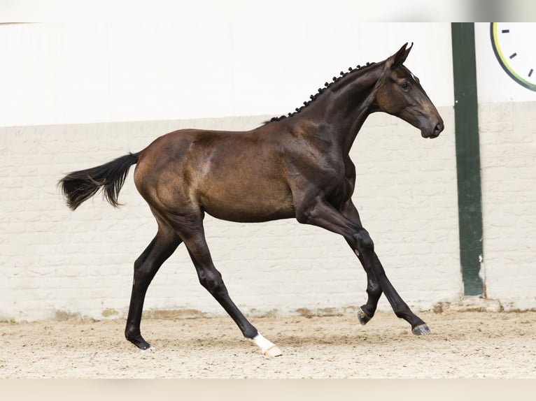 KWPN Mare Foal (01/2025) in Heerde