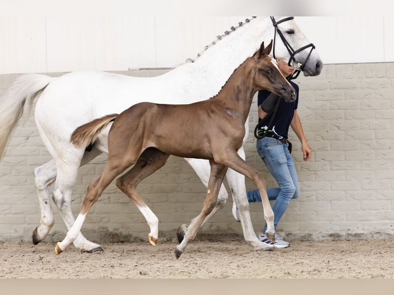 KWPN Mare  in Heerde