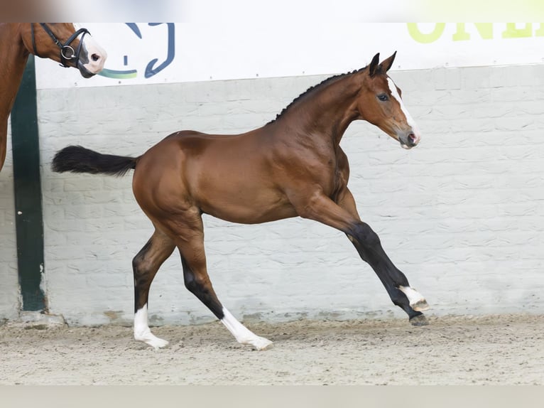 KWPN Mare Foal (04/2025) in Heerde