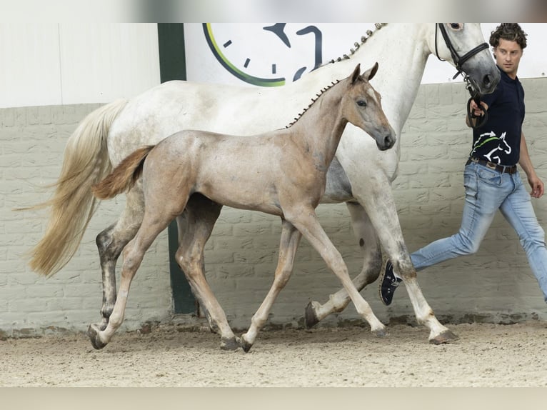KWPN Mare Foal (06/2025) in Heerde