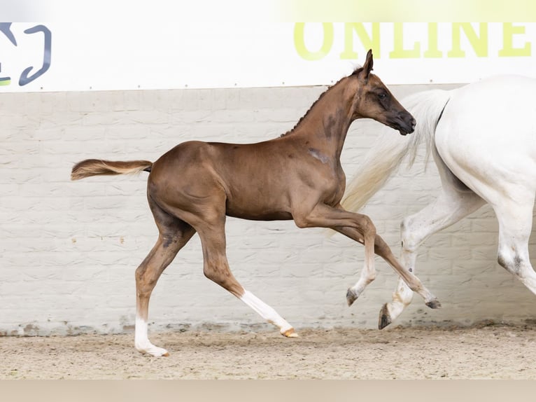 KWPN Mare  in Heerde