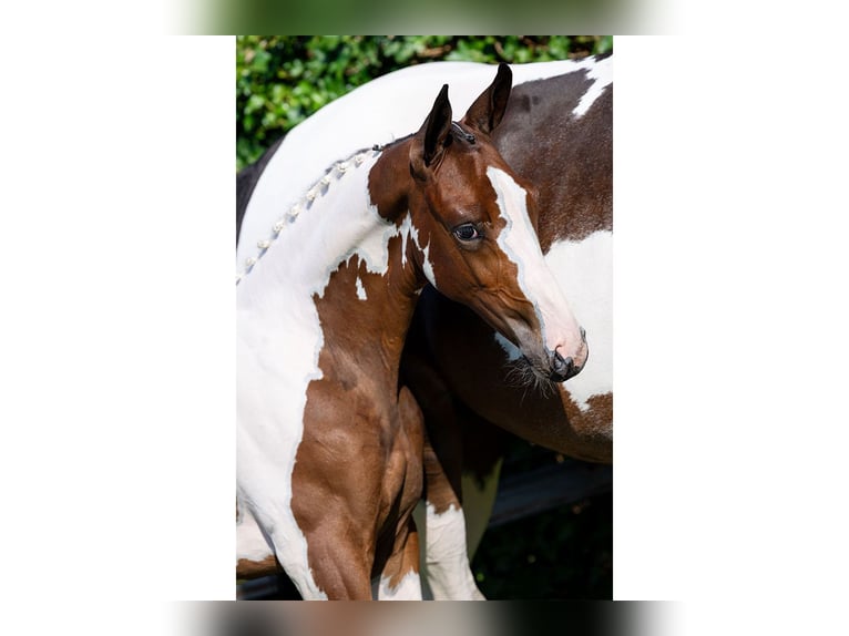 KWPN Mare Foal (05/2025) in Heerde