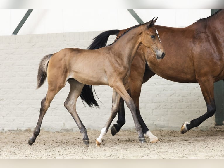 KWPN Mare Foal (05/2025) in Heerde
