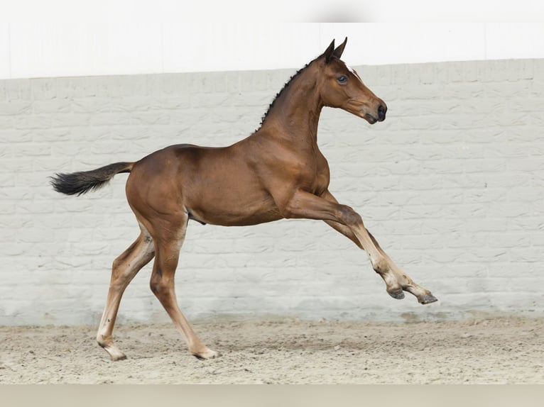 KWPN Mare Foal (05/2025) in Heerde