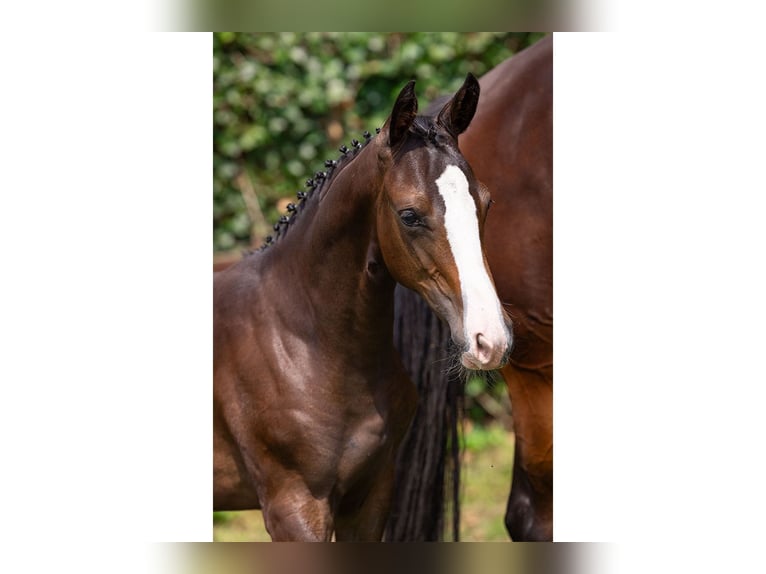 KWPN Mare Foal (03/2025) in Heerde