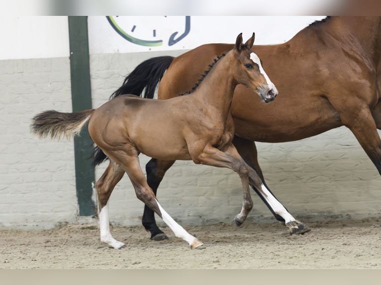 KWPN Mare Foal (05/2025) in Heerde