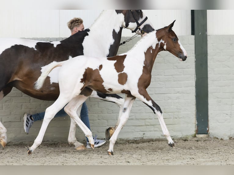 KWPN Mare Foal (05/2025) in Heerde