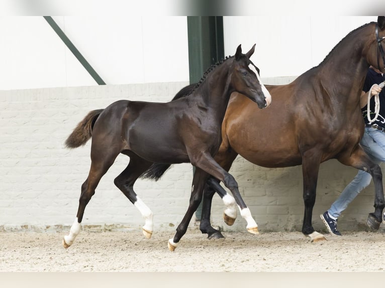 KWPN Mare Foal (03/2025) in Heerde