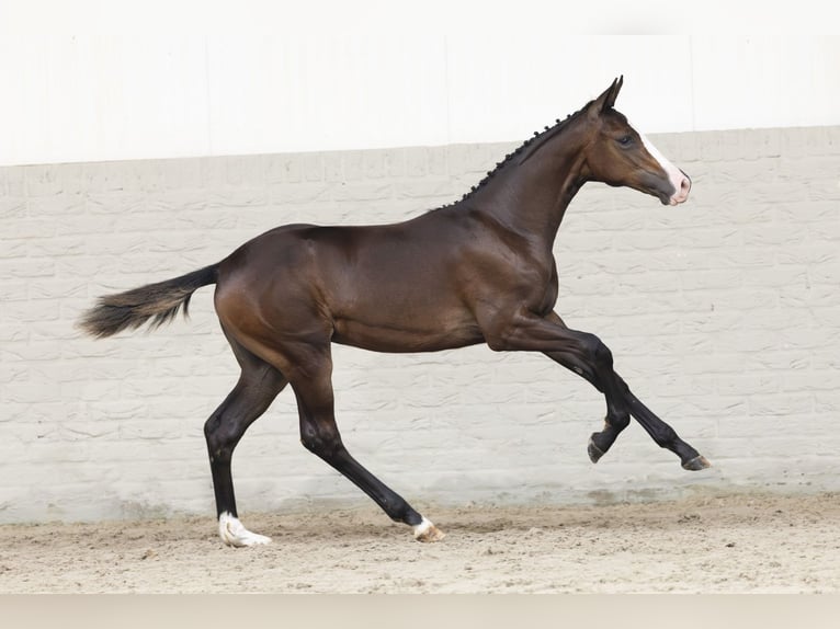 KWPN Mare Foal (03/2025) in Heerde