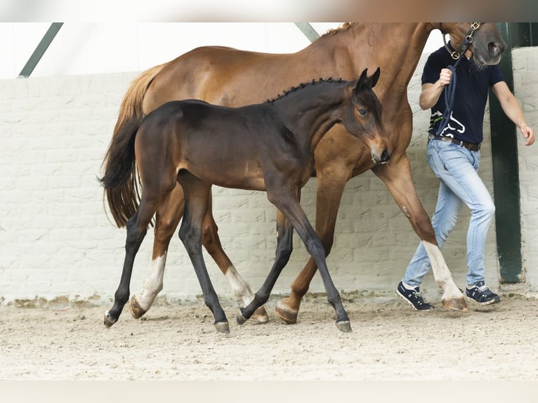 KWPN Mare Foal (06/2025) in Heerde