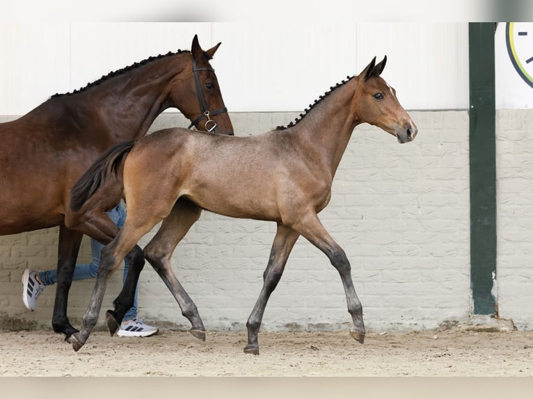 KWPN Mare  in Heerde
