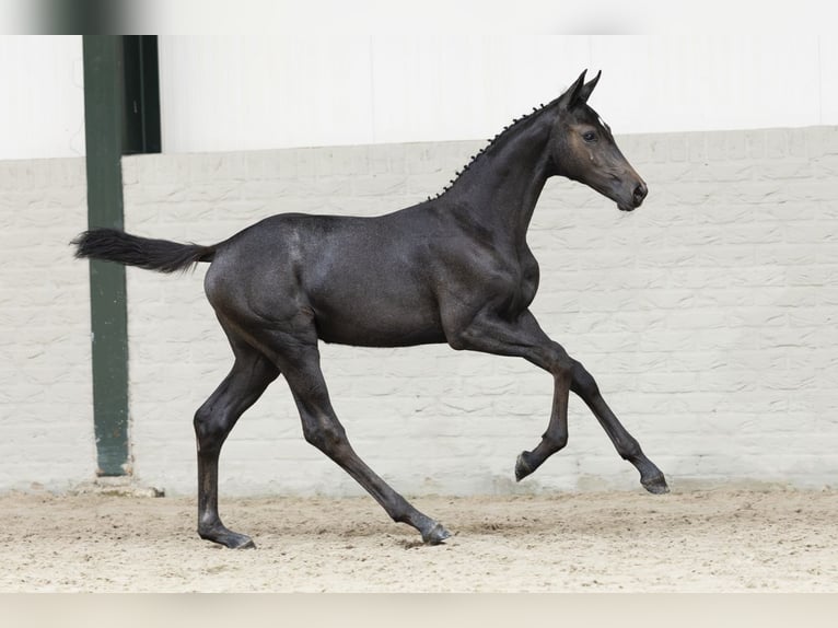 KWPN Mare Foal (04/2025) in Heerde