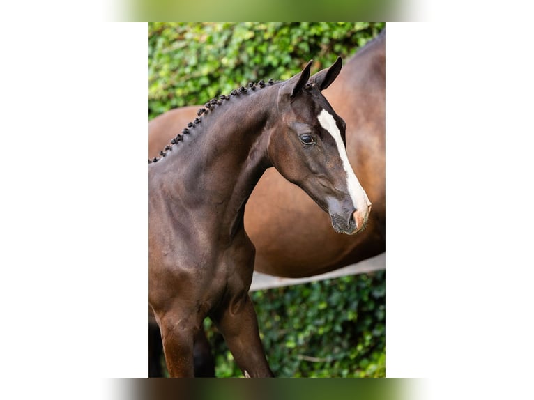 KWPN Mare Foal (03/2025) in Heerde