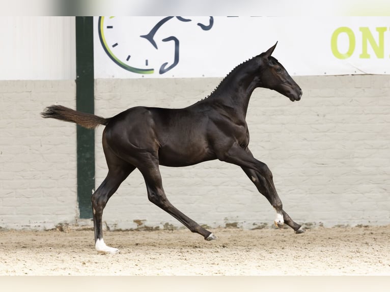 KWPN Mare Foal (05/2025) in Heerde