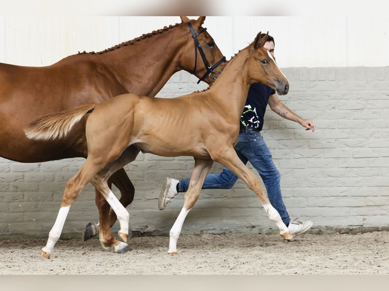 KWPN Mare Foal (04/2025) in Heerde