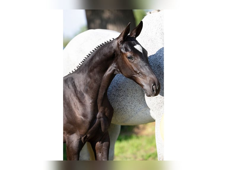 KWPN Mare Foal (05/2025) in Heerde
