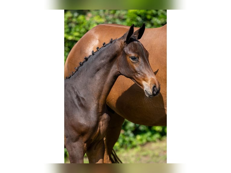 KWPN Mare Foal (06/2025) in Heerde