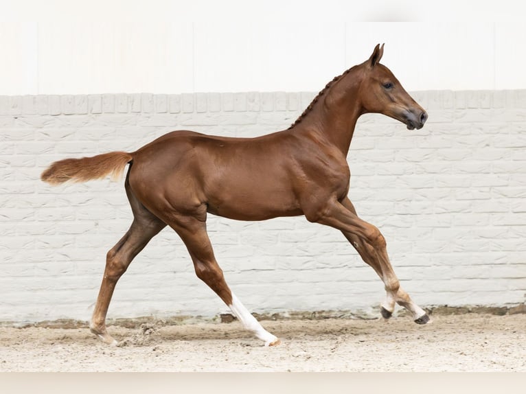 KWPN Mare Foal (05/2025) in Heerde