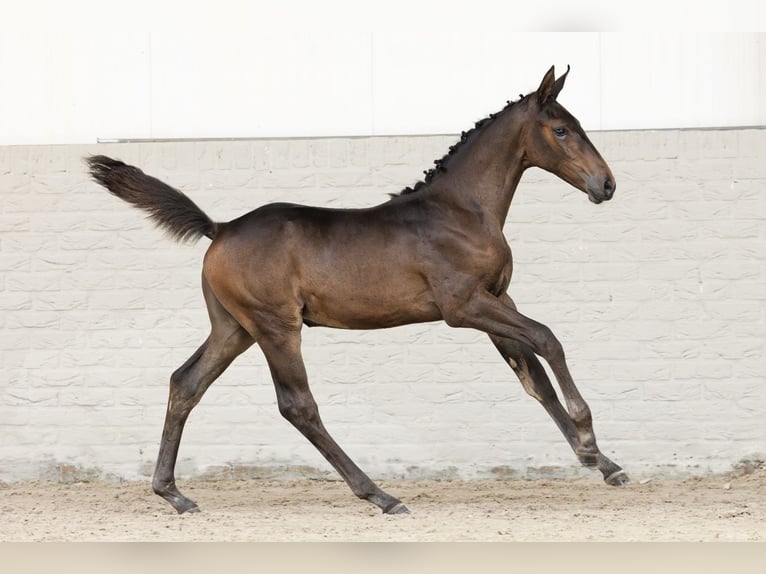 KWPN Mare  in Heerde