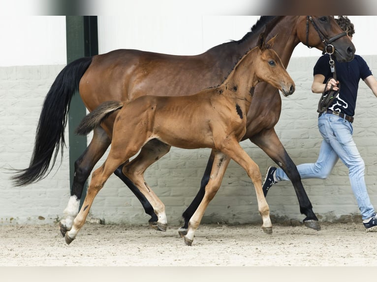 KWPN Mare Foal (07/2025) in Heerde