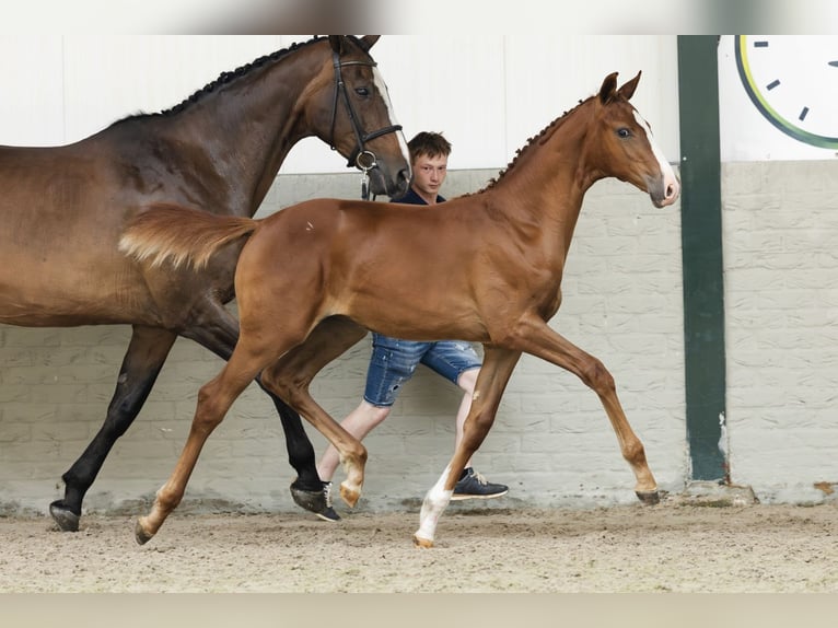 KWPN Mare  in Heerde