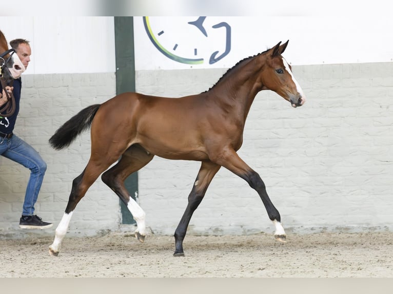 KWPN Mare Foal (04/2025) in Heerde