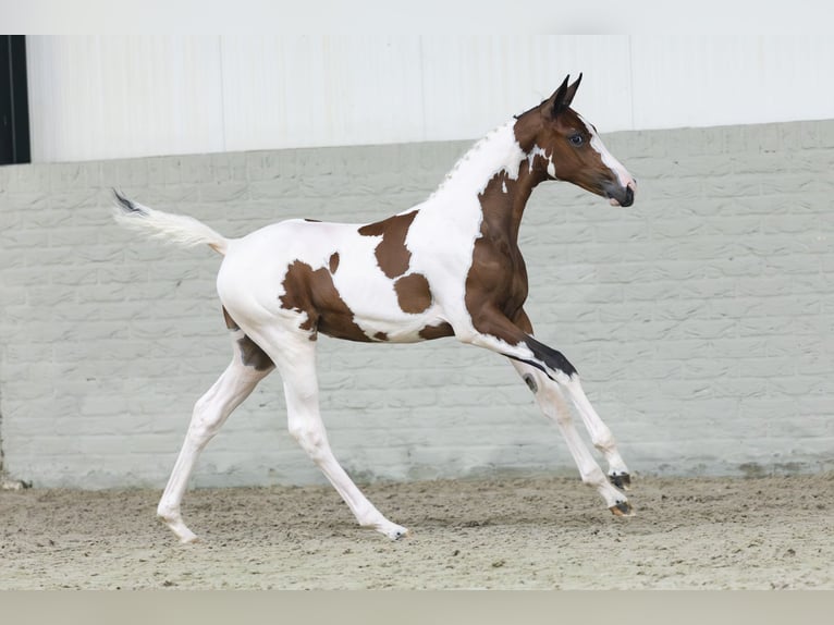 KWPN Mare Foal (05/2025) in Heerde