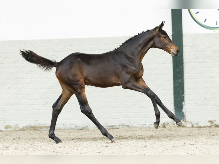 KWPN Mare Foal (06/2025) in Heerde