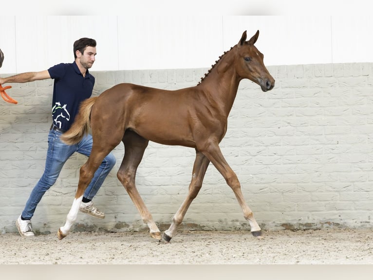 KWPN Mare Foal (05/2025) in Heerde