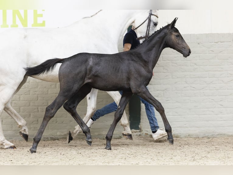 KWPN Mare Foal (04/2025) in Heerde