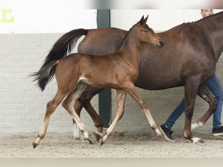 KWPN Mare Foal (05/2025) in Heerde