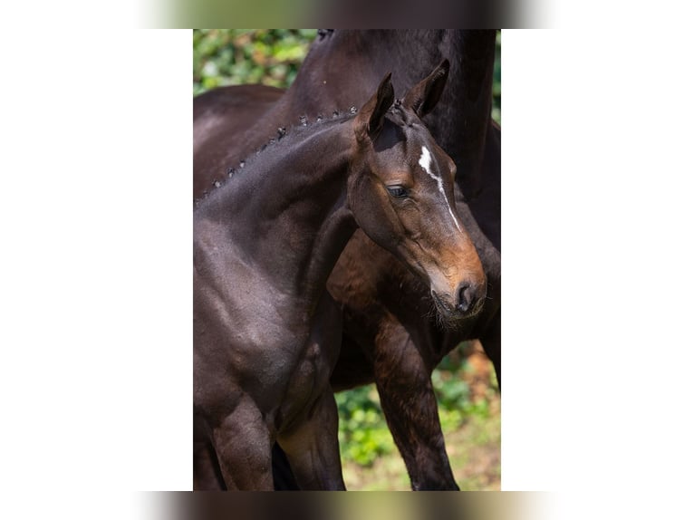 KWPN Mare Foal (04/2025) in Heerde