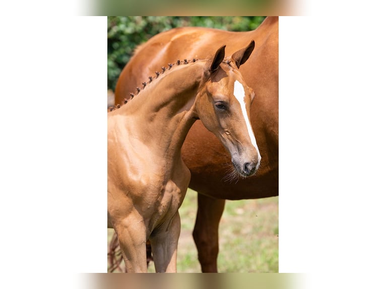 KWPN Mare Foal (04/2025) in Heerde