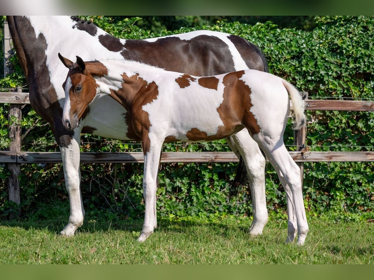 KWPN Mare Foal (05/2025) in Heerde
