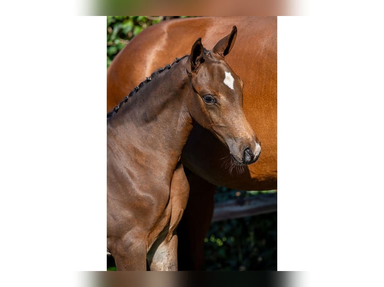 KWPN Mare Foal (06/2025) in Heerde