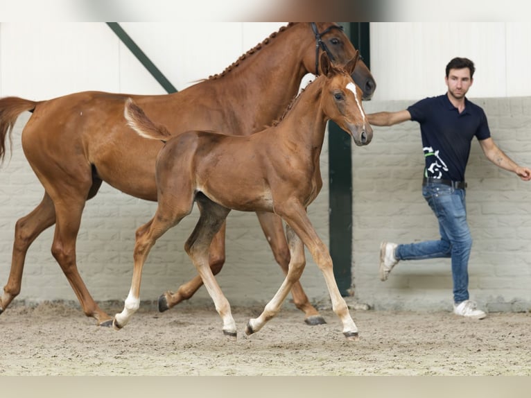KWPN Mare  in Heerde