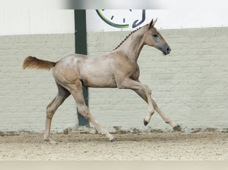 KWPN Mare Foal (06/2025) in Heerde