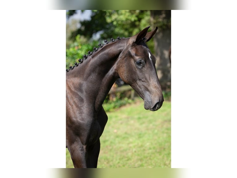 KWPN Mare Foal (01/2025) in Heerde