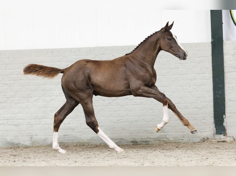 KWPN Mare Foal (03/2025) in Heerde