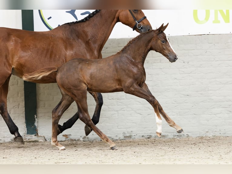 KWPN Mare  in Heerde