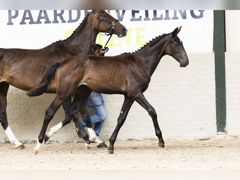 KWPN Mare Foal (01/2025) in Heerde