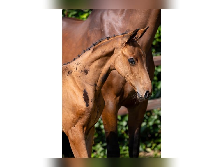 KWPN Mare Foal (07/2025) in Heerde