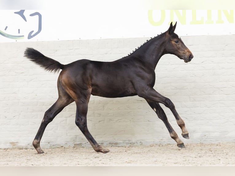 KWPN Mare Foal (04/2025) in Heerde