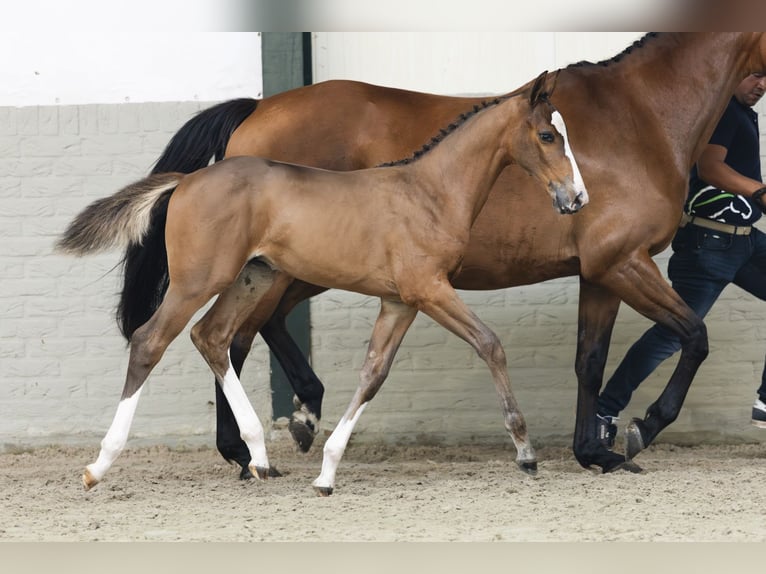 KWPN Mare Foal (05/2025) in Heerde
