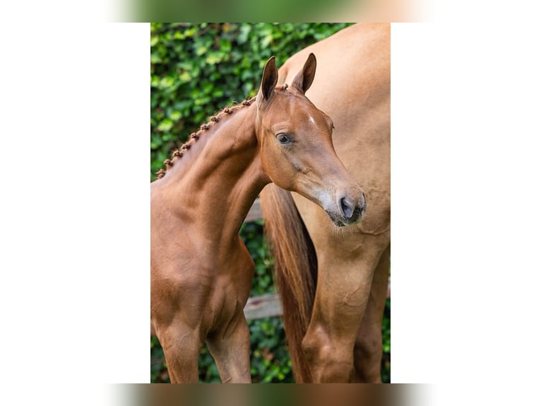 KWPN Mare Foal (05/2025) in Heerde
