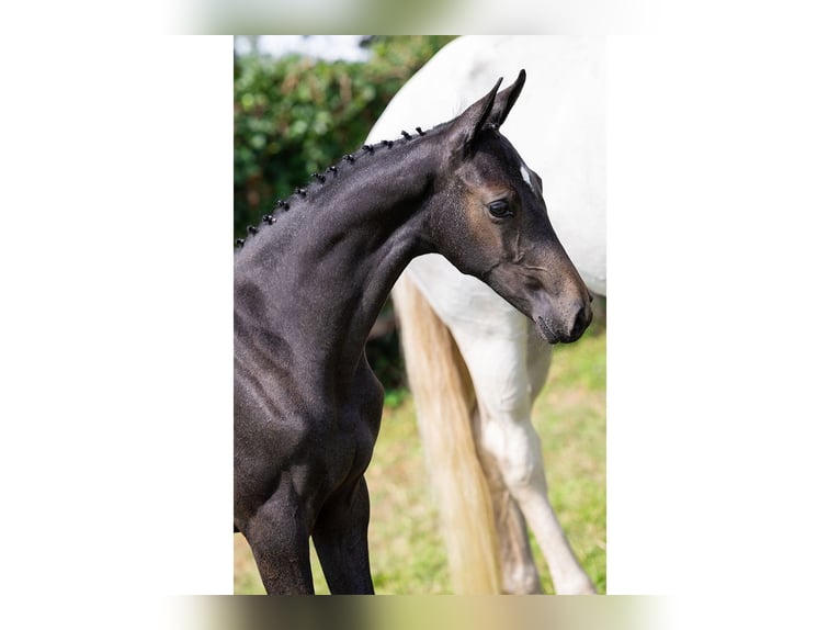 KWPN Mare Foal (04/2025) in Heerde