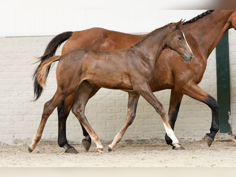 KWPN Mare  in Heerde